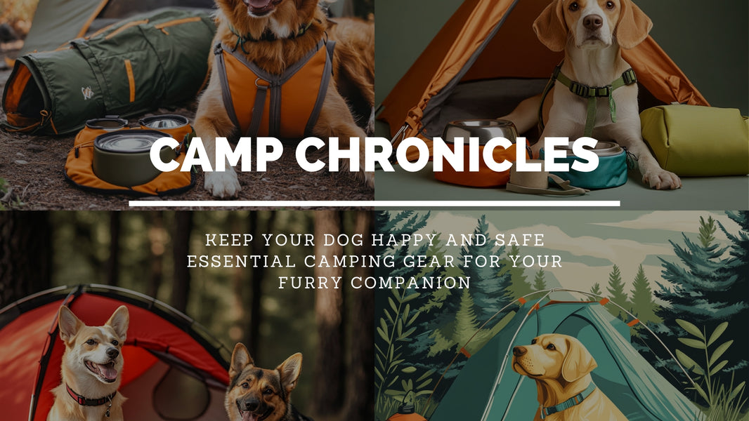 What Camping Gear Do You Need to Keep Your Dog Safe and Comfortable?